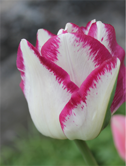 Tulipan Affaire 8 løg